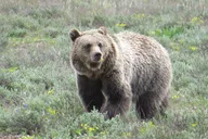Jackson Hole Grand Teton National Park Sunset Tour thumbnail 4