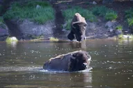 Yellowstone Lamar Valley Wildlife Hike Full Day thumbnail 1