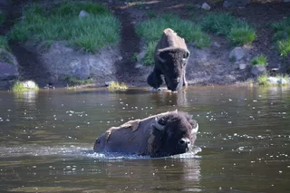Yellowstone Lamar Valley Wildlife Hike Full Day
