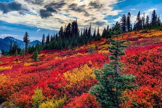 Mount Rainier Self-Guided Audio Tour