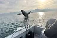 Juneau Whale Watching Cruise 4 hr thumbnail 2