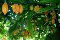 Princeville Botanical Gardens Chocolate Tasting Tour thumbnail 4