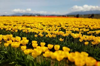 Seattle Tulip Festival and Deception Pass Tour