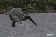 Marco Island Dolphin, Birding, and Shelling Tour 2 hr thumbnail 2