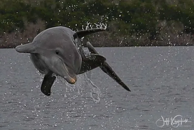 Marco Island Dolphin, Birding, and Shelling Tour 2 hr - Image 2