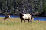 Salt Lake City Yellowstone Park 3-Day Tour thumbnail 6