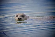 Monterey Elkhorn Slough Wildlife Tour 90 min thumbnail 4