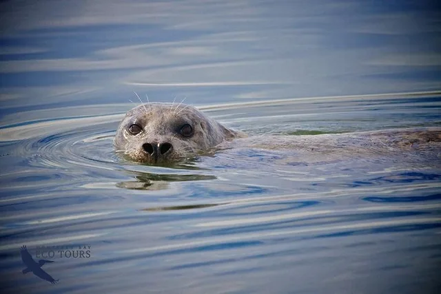 Monterey Elkhorn Slough Wildlife Tour 90 min - Image 4