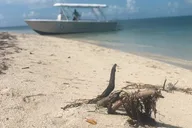 Key West Snorkel, Sandbar & Dolphin Excursion thumbnail 5