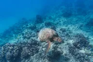 Waikiki Snorkel Tour at Turtle Canyon 2 hr thumbnail 5