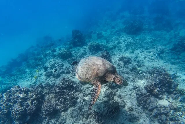 Waikiki Snorkel Tour at Turtle Canyon 2 hr - Image 5