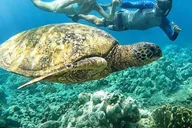 Maui Turtle Town Snorkeling Tour with Marine Biologist thumbnail 1