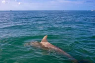Key West Dolphin and Snorkel Tour thumbnail 4