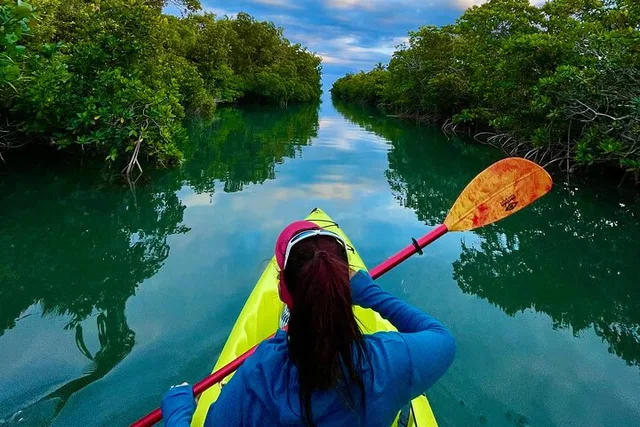 Key West Clear Kayak Rental Mangroves & Wildlife 2 hr - Image 4