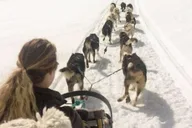 Anchorage Dog Sledding & Animal Adventure thumbnail 5