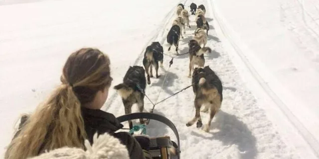 Anchorage Dog Sledding & Animal Adventure - Image 5