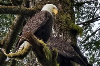 Ketchikan Wildlife and Waterfall Tour 90 min