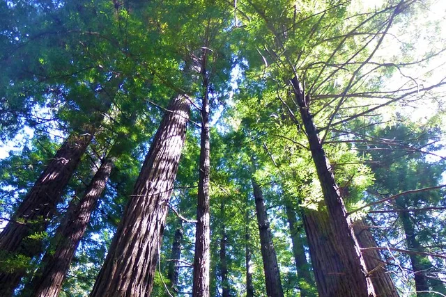 San Francisco Muir Woods and Sausalito Tour 4 hr - Image 3