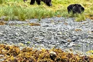 Sitka Wildlife and Whale Watching Tour for 6 thumbnail 2