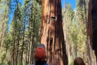 Sequoia National Park Private Guided Hiking Tour thumbnail 5