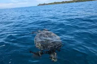 West Maui Whale Watching and Reef Snorkeling Kayak Adventure thumbnail 2