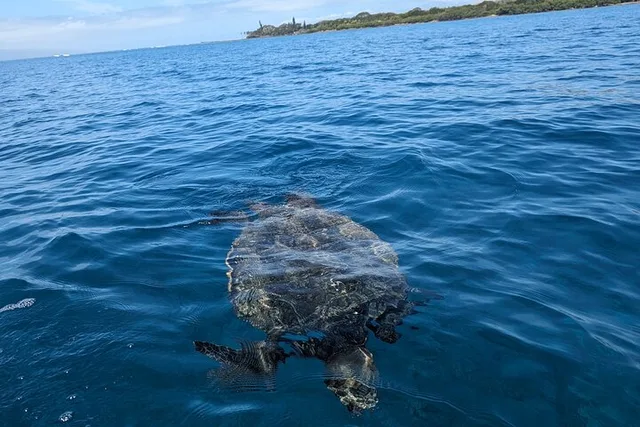 West Maui Whale Watching and Reef Snorkeling Kayak Adventure - Image 2