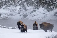Yellowstone & Grand Teton Winter Tour 4-Day thumbnail 4