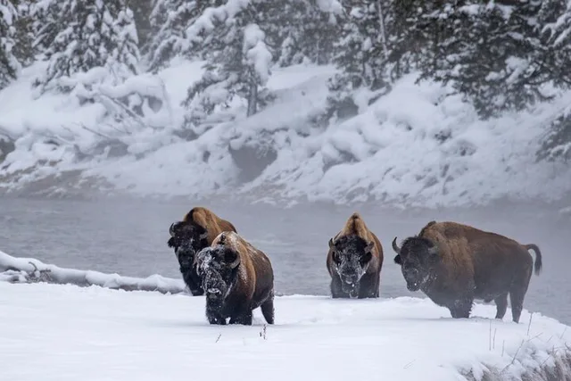 Yellowstone & Grand Teton Winter Tour 4-Day - Image 4