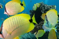 Waikiki Snorkel Adventure at Turtle Canyon thumbnail 6