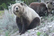 Jackson Yellowstone National Park Day Tour thumbnail 2