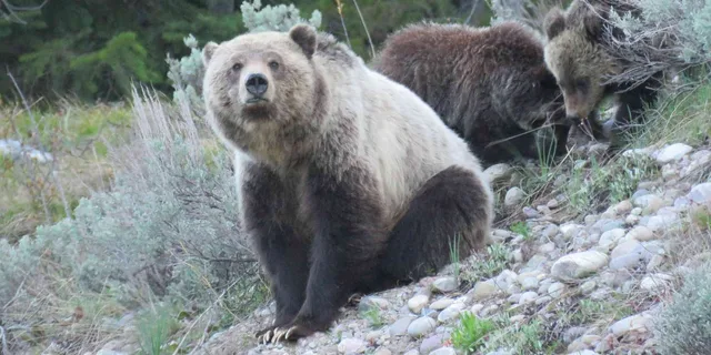 Jackson Yellowstone National Park Day Tour - Image 2