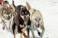 Anchorage Helicopter Glacier Dogsledding thumbnail 4