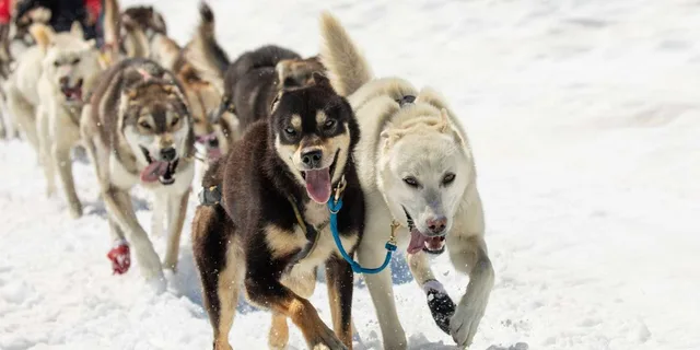 Anchorage Helicopter Glacier Dogsledding - Image 4