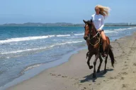 Miami Beach Horse Ride and Nature Trail thumbnail 6