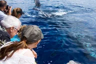 Maui Whale Watching Tour from Ma'alaea Harbor thumbnail 1