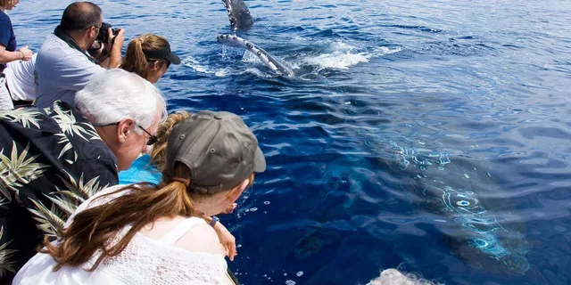 Maui Whale Watching Tour from Ma'alaea Harbor - Image 1