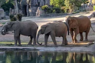 San Diego Zoo Admission Ticket thumbnail 6