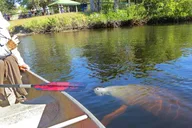 Crystal River Manatee Kayak Encounter 3 hr thumbnail 4