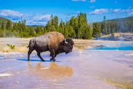 Bozeman Yellowstone Tour Upper & Lower Loop 2 Days thumbnail 2