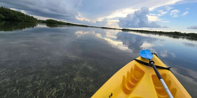 Key West Mangrove Kayak or SUP Eco Tour 2 hr - Image 2