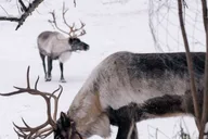 Fairbanks Reindeer Walk with Transportation 4 hr thumbnail 3