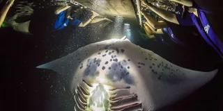 Kailua-Kona Night Manta Ray Snorkel Experience
