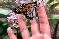 Maui Butterfly Farm Tour thumbnail 2