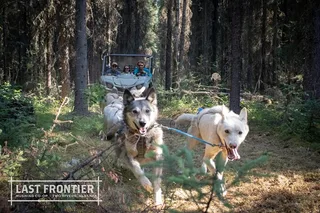 Fairbanks Sled Dog Mushing Cart Ride