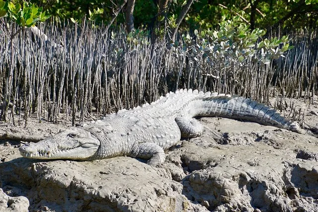 Miami Everglades and City Tour 8 hr - Image 3
