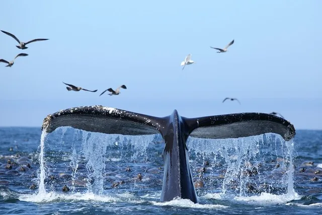 Honolulu Whale Watching Tour with E Sea Diver - Image 3