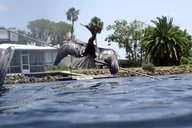 Crystal River Manatee Snorkeling Tour 3 hr thumbnail 6