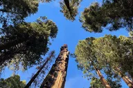 Sequoia National Park Outdoor Retreat thumbnail 4