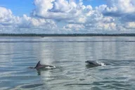 Hilton Head Dolphin Tour at Disappearing Island thumbnail 3