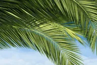 Key West Luggage Services thumbnail 6